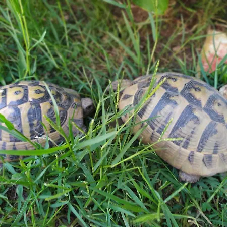 Appartement Honey Bee