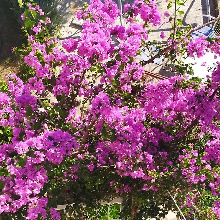Honey Bee * Cavtat