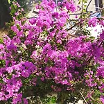 Honey Bee * Cavtat